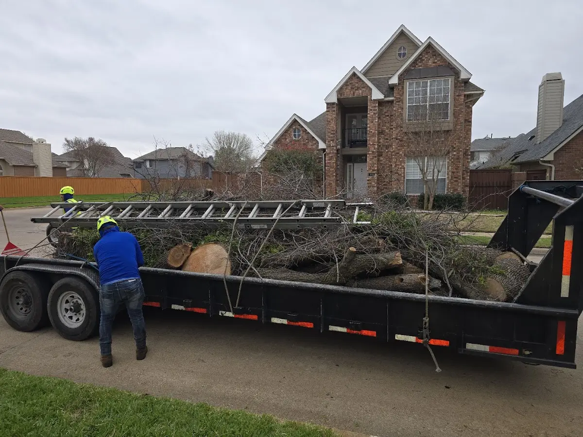 Expert Tree Removal with proper safety equipment in Clarks